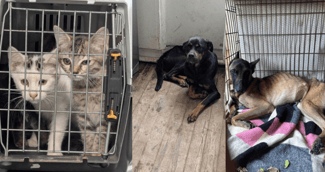 Chiens et chats sauvés à Hermes, émaciés et recueillis par l'association – scène de sauvetage émotive