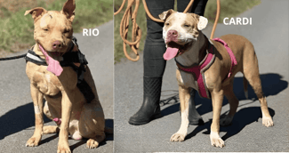 Rio et Cardi, deux chiens rescapés, reprennent confiance au refuge.