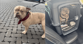 American Bully nommé Pako, abandonné par sa maîtresse dans un taxi en Belgique