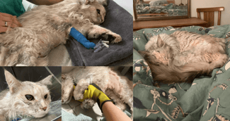 Chatte blessée sous soins vétérinaires après une probable agression à Montpellier