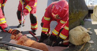 Chien Lucky sauvé après 48h piégé dans un canal à Saint-André, affaibli mais vivant