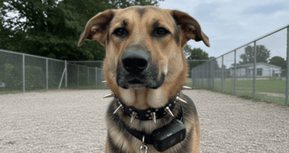 Chien portant un collier coercitif, symbole du débat