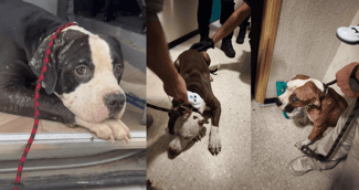 Un chien timide sortant d’un appartement insalubre entouré de sauveteurs