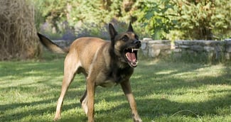 Berger belge malinois utilisé comme arme lors d'une agression contre des autorités locales dans une commune française