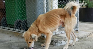 chien amaigri dans une cour d’immeuble, sauvé par la SPA à Strasbourg