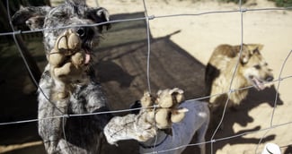 Chiens secourus par un refuge en Ardèche, retrouvés amaigris et apeurés