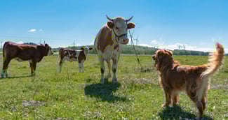 Vaches dans un champ observant un chien tenu en laisse