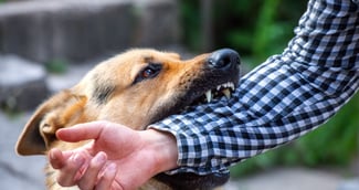 Petite fille traumatisée après morsures de chien, amour familial mis à mal