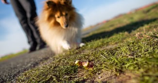 Chien malade emmené chez le vétérinaire après suspicion d’empoisonnement à Berteaucourt-lès-Thennes