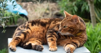 Chat bengal effrayé sorti d'une pièce insalubre, entouré de sauveteurs en combinaison bleue