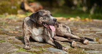 Chien seul sous la canicule, regard triste et scène émotive