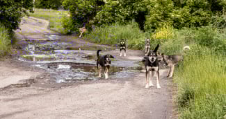 Ariane Brodier blessée après attaque de chiens pendant son footing à Saint-Gély-du-Fesc