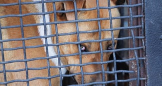 Un chien staff apeuré confié à la SPA après maltraitance dans l’Oise.