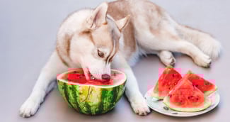 Husky Sibérien croquant une pastèque rouge sur un canapé.