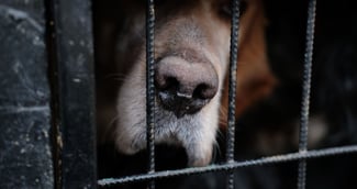 Un gros chien recueilli par la SPA en Dordogne dans un box presque plein