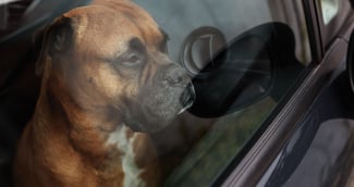 American Staffordshire terrier sauvé par la police à Marseille, affaibli mais vivant.