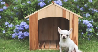 Portrait de chiens Chihuahua aux cheveux courts blancs assis devant une maison de chien en bois, souriant et regardant la caméra. Arrière-plan jardin de fleurs violettes.