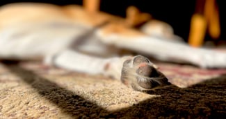 Chien abandonné dans une cave, regard triste illustrant la maltraitance animale