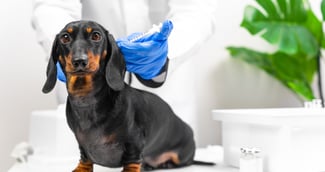 Chien allongé, regard triste, illustrant la gravité de la parvovirose canine et la vigilance nécessaire.