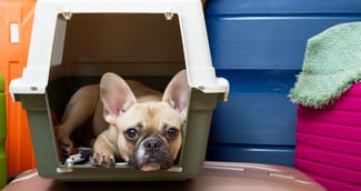 Bouledogue français dans une cage de transport à l'aéroport, expression triste ( image d'illustration )