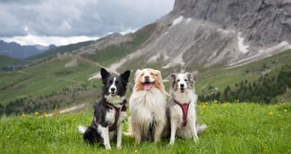 Trois chiens coincés puis retrouvés morts dans une grotte en Dordogne ( image d'illustration )