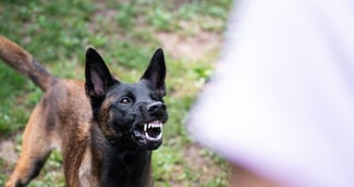 Secouristes entourant une fillette blessée par un chien à Aurignac, scène d’émotion et de solidarité