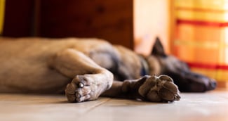 Chien tristement abandonné en appartement en Corrèze, émouvante scène de découverte.