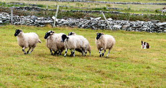Deux chiens en liberté responsables d'attaques sur des moutons en Loire-Atlantique