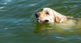 Un maître tente de sauver son chien en détresse au bord du Rhône, scène bouleversante au parc de la Feyssine