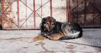 chien qui supporte la solitude