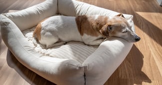 Jack Russell Patch âgé, allongé paisiblement dans un panier chaleureux