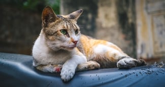 Chat blessé par des tirs de carabine à plomb dans le quartier Croix d’Hins, Marcheprime, Gironde.