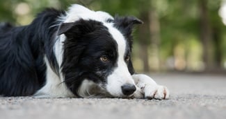 Border collie victime de maltraitance, symbole d’un drame survenu à Courbevoie