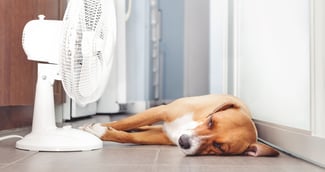 Chien couché devant le ventilateur sur le sol de la cuisine pendant la chaleur estivale. 