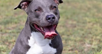 Drame à Perpignan : un homme défiguré par un chien