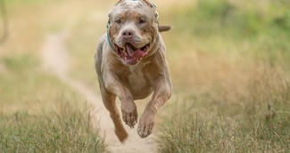 American Bully XL, illustration d’un chien de grande taille lors d’un fait divers émotionnel en Loire-Atlantique