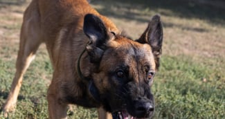 Chien policier lors d’une intervention à Lens, Pas-de-Calais