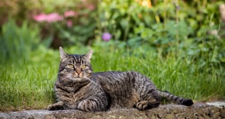 chats sauvages à Molène en Bretagne, menace pour oiseaux marins