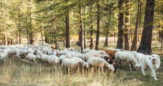 Chiens de berger surveillant un randonneur isolé sous les étoiles dans les montagnes