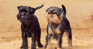 Drôle de chien belge Griffon jouant sur le terrain
