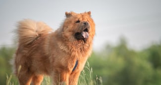 Un beau chow-chow de race pure en promenade dans un parc estival.