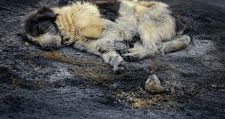 Chienne retrouvée morte dans un marais à Biache-Saint-Vaast après un acte de maltraitance animale dans le Pas-de-Calais (Photo d’illustration)