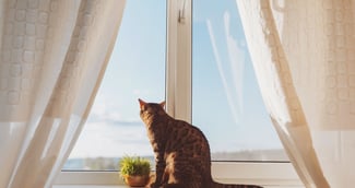Chat rescapé, pelage tigré, blotti contre un plaid, yeux grands ouverts mêlant peur et soulagement après son sauvetage nocturne