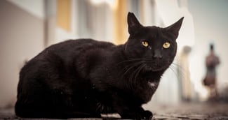 Biga, le chat noir retrouvé après 265km d’aventure et embrassant son maître ému