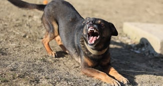 Un chien dangereux saisi par la police après une attaque mortelle d'un bébé dans une maison au Pays de Galles.