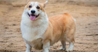 Portrait d'un chien de Corgi gallois dans une clairière lors d'une promenade d'été