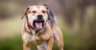 chien agressif tue une fillette et blesse deux autres