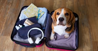 Un chien dans une cage de transport près d’une valise dans un aéroport