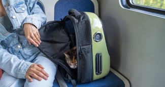 Chat dans une caisse de transport à bord d’un TGV, ambiance calme mais tensions visibles