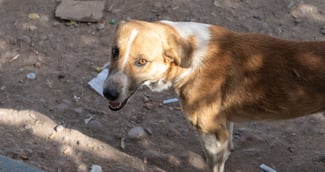 La chienne Titoune, un grand patou, capturée après un mois d’errance dans un parc de Marseille
